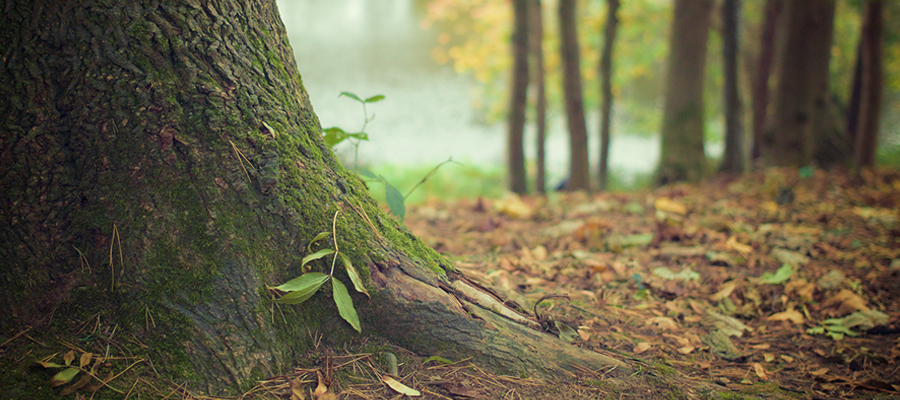 groupement forestier